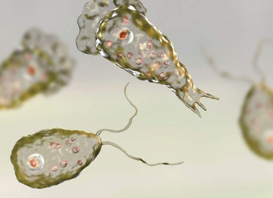 Amebe koje jedu mozak su globalna prijetnja