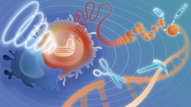 Daljinsko ubijanje raka novim CRISPR alatom Daljinsko ubijanje raka novim CRISPR alatom