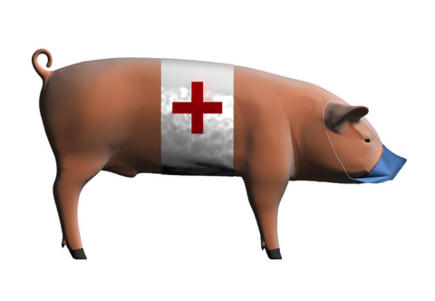 Svinjska gripa više nije razlog za paniku