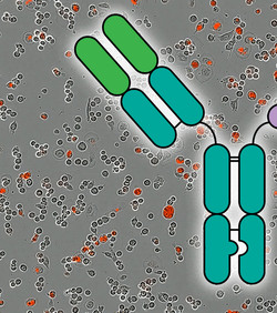 Novi pristup imunoterapiji za liječenje raka