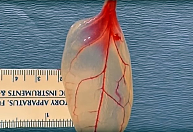 VIDEO: Srčano tkivo raste na listovima špinata